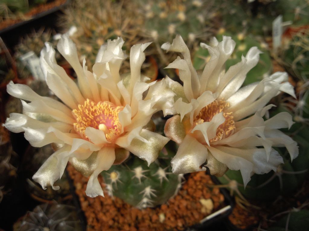 GYMNOCALYCIUM alboareolatum, WR 716, Villa Bustos,La Rioja